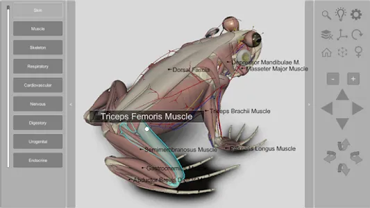 3D Frog Anatomy screenshot 1