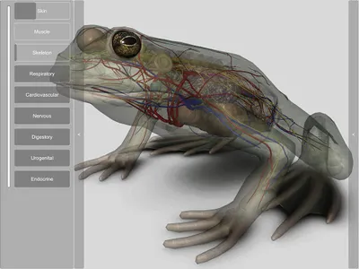 3D Frog Anatomy screenshot 11