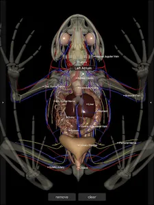 3D Frog Anatomy screenshot 12