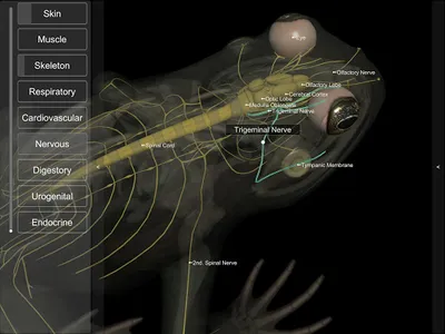 3D Frog Anatomy screenshot 13