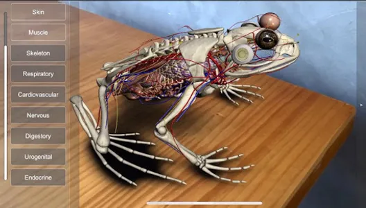 3D Frog Anatomy screenshot 14