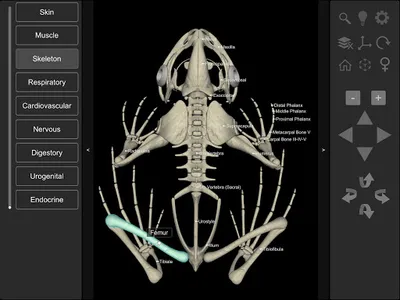 3D Frog Anatomy screenshot 15