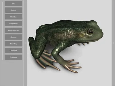 3D Frog Anatomy screenshot 16