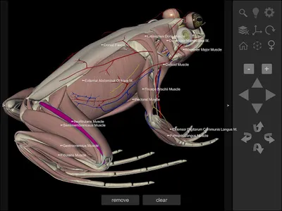 3D Frog Anatomy screenshot 17