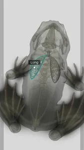 3D Frog Anatomy screenshot 3