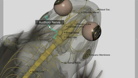 3D Frog Anatomy screenshot 4