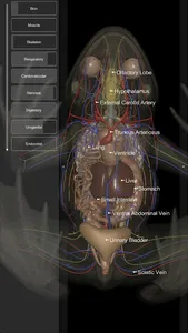 3D Frog Anatomy screenshot 5