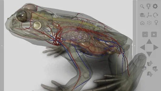 3D Frog Anatomy screenshot 6