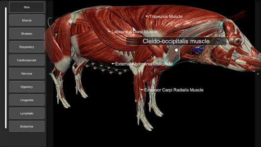 3D Pig Anatomy screenshot 1