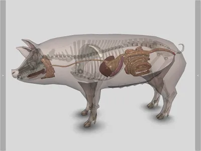 3D Pig Anatomy screenshot 10