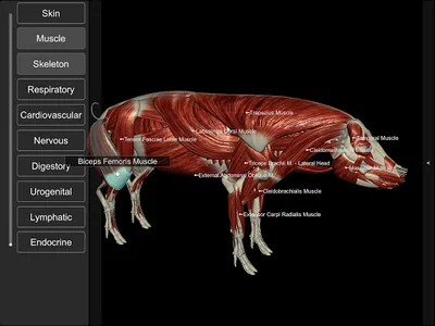 3D Pig Anatomy screenshot 11