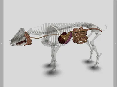 3D Pig Anatomy screenshot 12