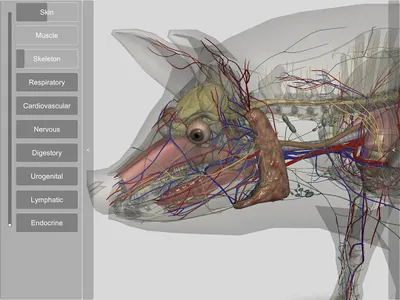 3D Pig Anatomy screenshot 13