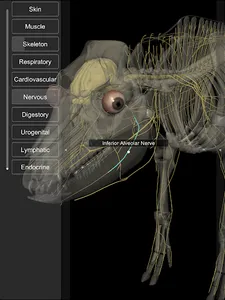 3D Pig Anatomy screenshot 15