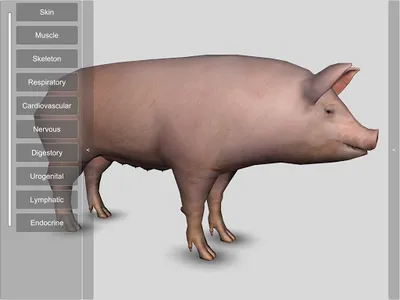 3D Pig Anatomy screenshot 16