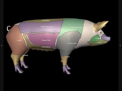 3D Pig Anatomy screenshot 17