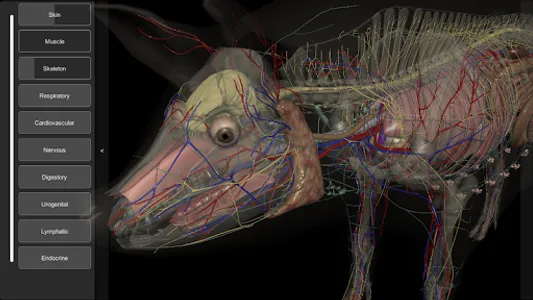 3D Pig Anatomy screenshot 2