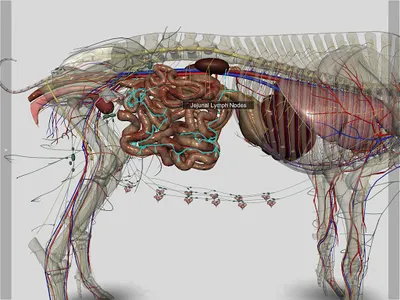 3D Pig Anatomy screenshot 22