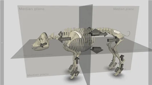 3D Pig Anatomy screenshot 3