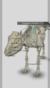 3D Pig Anatomy screenshot 5