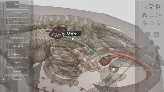 3D Pig Anatomy screenshot 6