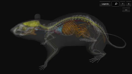 3D Rat Anatomy screenshot 10