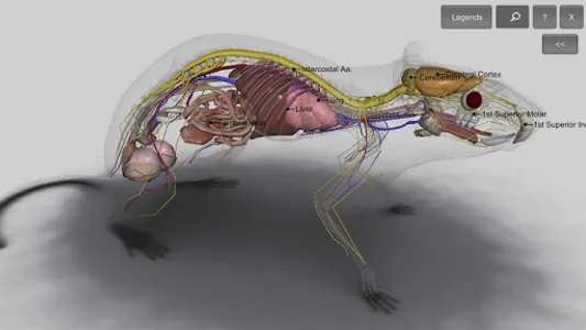 3D Rat Anatomy screenshot 11