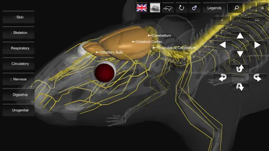 3D Rat Anatomy screenshot 12