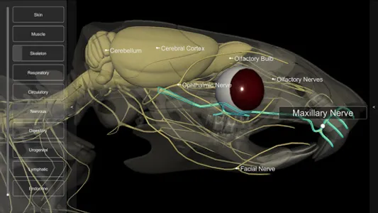 3D Rat Anatomy screenshot 2