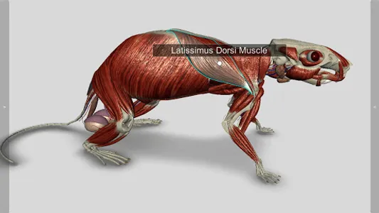 3D Rat Anatomy screenshot 3