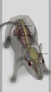 3D Rat Anatomy screenshot 4