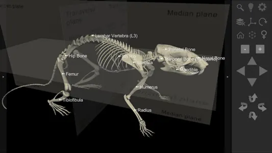 3D Rat Anatomy screenshot 5