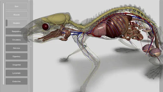 3D Rat Anatomy screenshot 6