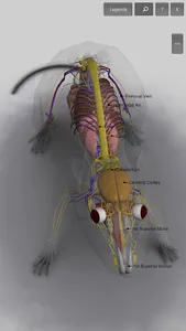 3D Rat Anatomy screenshot 9