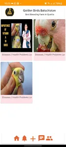 Golden Birds Balochistan screenshot 0