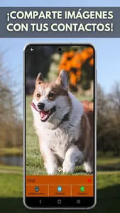 Fotos de Perros screenshot 5