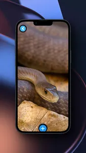 Black Mamba Wallpaper screenshot 0