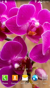 Orchids Wallpaper screenshot 3