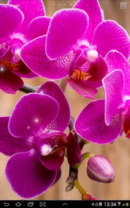 Orchids Wallpaper screenshot 6