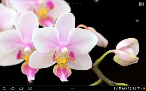 Orchids Wallpaper screenshot 9