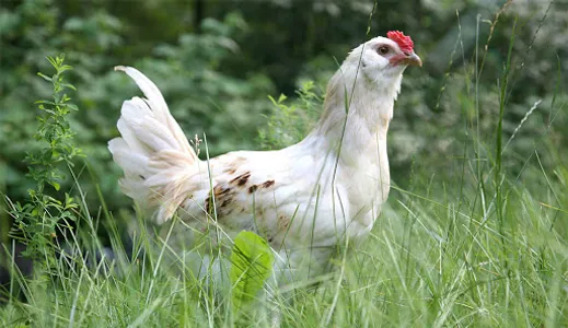 La blanche ferme bio screenshot 2