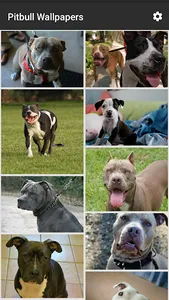 Pitbull Wallpapers screenshot 0