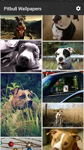 Pitbull Wallpapers screenshot 1