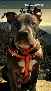 Pitbull Wallpapers screenshot 2