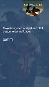Pitbull Wallpapers screenshot 3