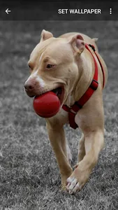 Pitbull Wallpapers screenshot 4