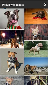 Pitbull Wallpapers screenshot 5