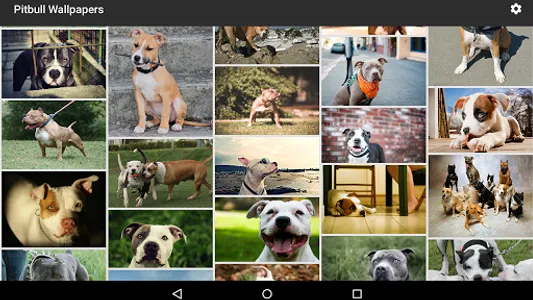 Pitbull Wallpapers screenshot 6