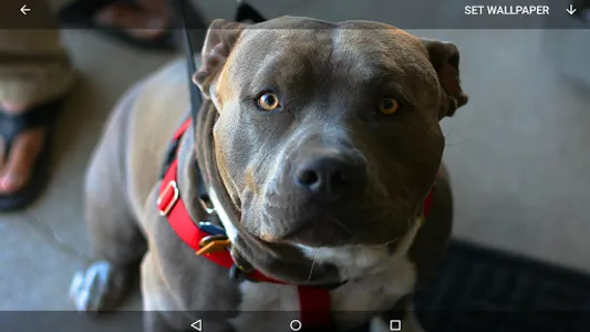 Pitbull Wallpapers screenshot 7