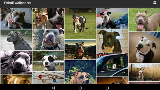 Pitbull Wallpapers screenshot 8